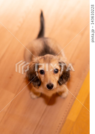 カニンヘンダックスの仔犬 カニンヘンダックスの仔犬 143610228