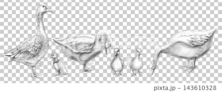 A pencil drawing of geese of various ages. This illustration is suitable for restaurant menus, farms, advertising brochures, product packaging, educational materials, greeting cards, and nature blogs. A pencil drawing of geese of various ages. This illustration is suitable for restaurant menus, farms, advertising brochures, product packaging, educational materials, greeting cards, and nature blogs. 143610328