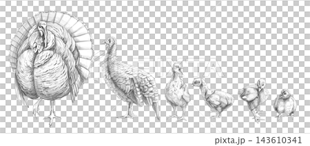 A pencil drawing of turkeys and chicks. This illustration is suitable for farms, veterinary clinics, educational materials, restaurant menus, themed greeting cards, children's books, food advertising. 143610341