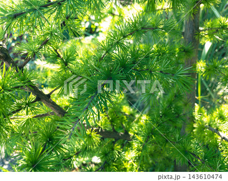 Close up of vibrant green european larch branches in sunny outdoor garden 143610474