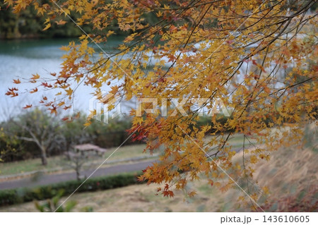 静かな水面と公園の景観をバックに優しく広がる黄葉と朱色の繊細なモミジの枝葉 静かな水面と公園の景観をバックに優しく広がる黄葉と朱色の繊細なモミジの枝葉 143610605