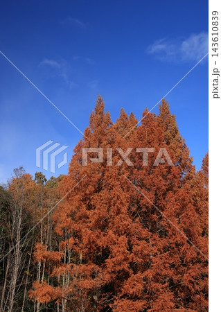 澄み渡る秋空の広大な余白と鮮やかに色づくメタセコイアの木立の縦型背景素材 澄み渡る秋空の広大な余白と鮮やかに色づくメタセコイアの木立の縦型背景素材 143610839