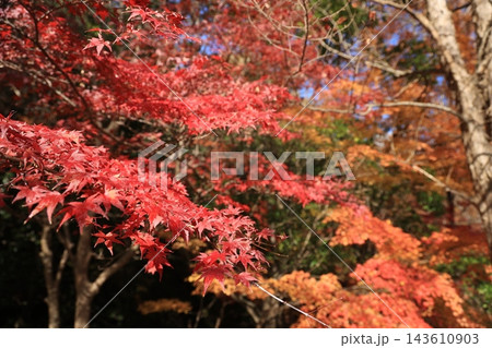 手前に鮮やかに色づく深紅のモミジと背景の黄金色が美しく重なる秋の景観 手前に鮮やかに色づく深紅のモミジと背景の黄金色が美しく重なる秋の景観 143610903