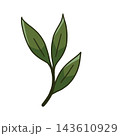 Green leaves sprig, three leaf twig branch, herbal plant icon. Natural organic tea sketch, simple fresh foliage mark. Verdant stem garden mark 143610929