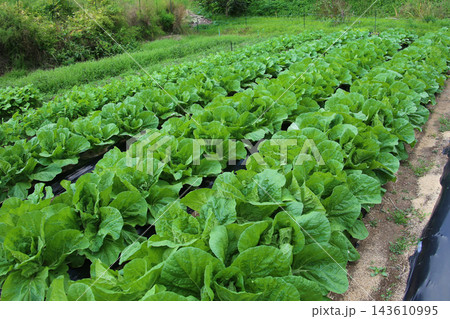 畑に植えられた白菜苗 143610995