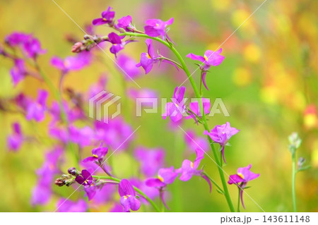 ムラサキハナナ 紫花菜 オオアラセイトウ 143611148
