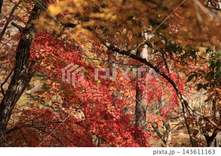 手前の黄葉の前ボケと雑木林の木々をバックに鮮やかに浮かび上がる深紅のモミジ 143611163