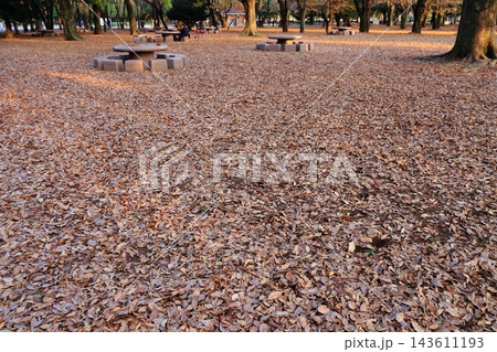 一面の落ち葉が広がる公園 一面の落ち葉が広がる公園 143611193
