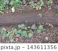 湿った土の地面に残るタイヤの轍と自生するドクダミの葉 143611356