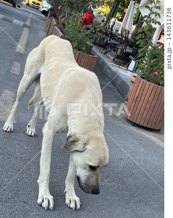 トルコ カッパドキア ギョレメの路上で地面の匂いを嗅ぐ野良犬 トルコ カッパドキア ギョレメの路上で地面の匂いを嗅ぐ野良犬 143611736