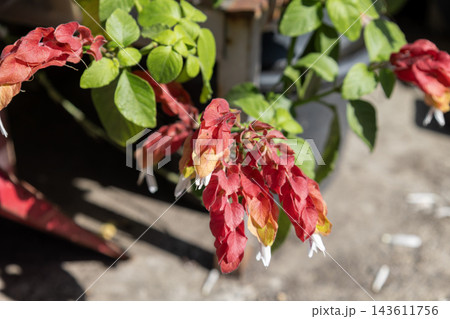 独特な形をした赤褐色のコエビソウ(小海老草)の花 独特な形をした赤褐色のコエビソウ(小海老草)の花 143611756