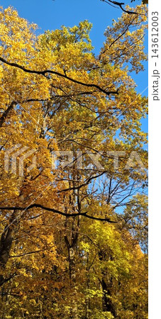beautiful autumn tree in park beautiful autumn tree in park 143612003