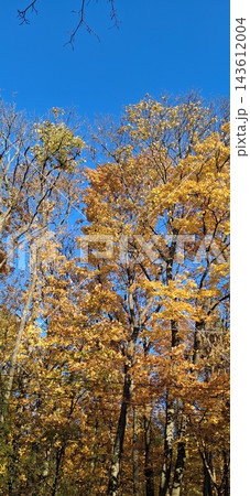 trees in autumn trees in autumn 143612004