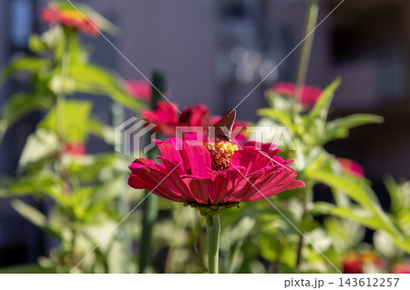 鮮やかなピンクのジニア(百日草)の花にとまるセセリチョウ 鮮やかなピンクのジニア(百日草)の花にとまるセセリチョウ 143612257