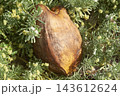 Coconut husk resting among green tropical foliage 143612624