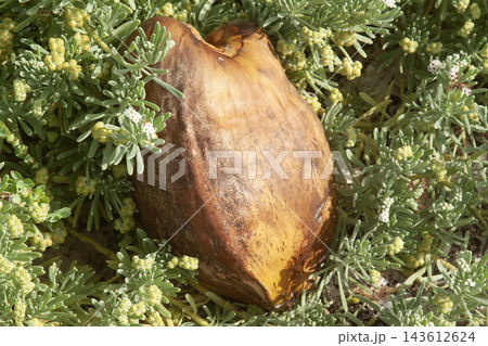 Coconut husk resting among green tropical foliage 143612624