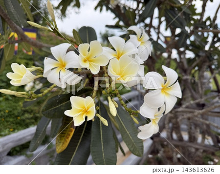 White and Yellow Plumeria Flowers Blooming on Tropical Tree White and Yellow Plumeria Flowers Blooming on Tropical Tree 143613626