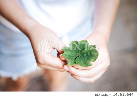 Child holding a lucky four leaf clover in small hands, close-up of a green clover symbolizing good luck, hope and happiness with soft blurred background. 143613644