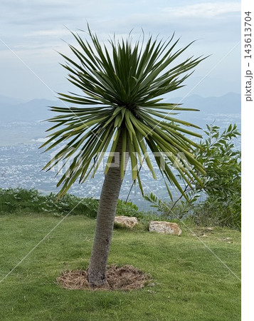 Ornamental Yucca Tree Growing on Green Lawn 143613704