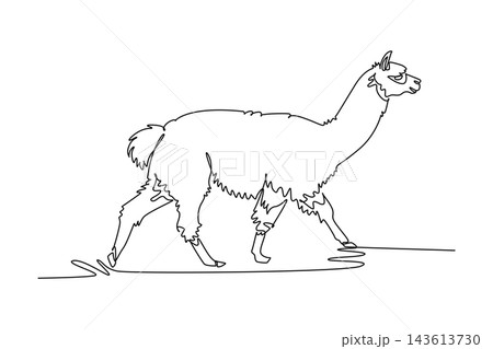 Single continuous line drawing woolly llama or alpaca walking forward across field, showcasing its elongated neck, perked ears, and shaggy fleece body. One line draw graphic design vector illustration 143613730