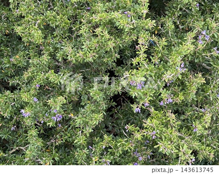 Dense Green Shrub with Small Purple Flowers Dense Green Shrub with Small Purple Flowers 143613745