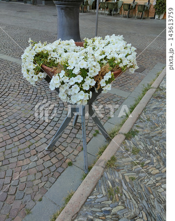 Ornamental composition of the bush spheric shape of live white ampelous petunia in big white pot on a terrace wooden platform against the sea lyme grass at overcast morning Ornamental composition of the bush spheric shape of live white ampelous petunia in big white pot on a terrace wooden platform against the sea lyme grass at overcast morning 143613759