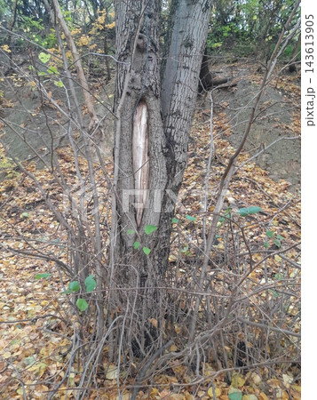 Close-Up of Rough Tree Bark and Cracked Branch Texture 143613905
