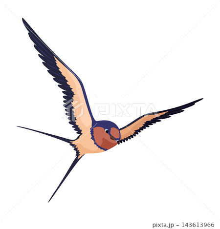 Swallow or Martin Passerine Bird with Long Tail and Pointed Wings Swallow or Martin Passerine Bird with Long Tail and Pointed Wings 143613966