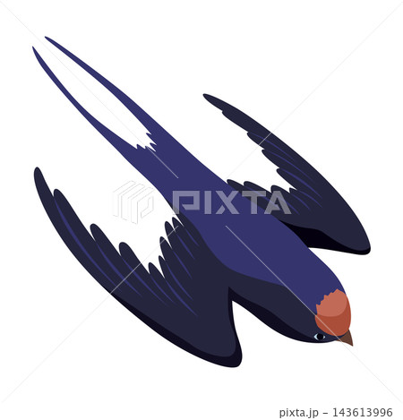 Swallow or Martin Passerine Bird with Long Tail and Pointed Wings 143613996