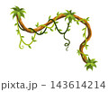 Liana branch. Twisted wild jungle vine plants. Woody natural tropical rainforest, exotic botany element. Vector design element 143614214