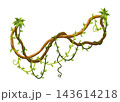 Liana branch. Twisted wild jungle vine plants. Woody natural tropical rainforest, exotic botany element. Vector design element 143614218