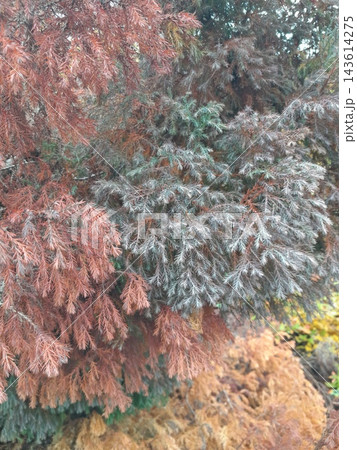 Majestic Autumn Trees with Golden Foliage Along a Park Path 143614275