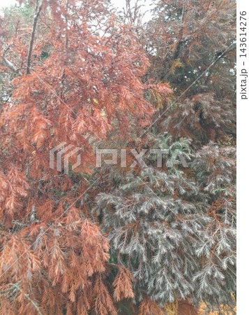 Majestic Autumn Trees with Golden Foliage Along a Park Path Majestic Autumn Trees with Golden Foliage Along a Park Path 143614276