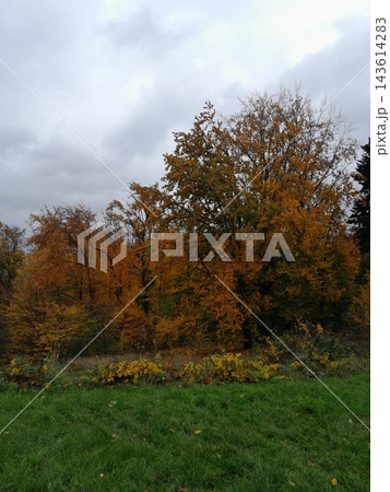 Majestic Autumn Trees with Golden Foliage Along a Park Path Majestic Autumn Trees with Golden Foliage Along a Park Path 143614283
