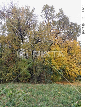 Majestic Autumn Trees with Golden Foliage Along a Park Path Majestic Autumn Trees with Golden Foliage Along a Park Path 143614298