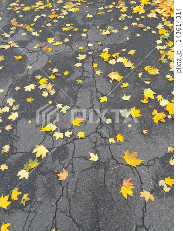 Autumn Leaves Scattered on Cracked Asphalt Pavement Background Autumn Leaves Scattered on Cracked Asphalt Pavement Background 143614314