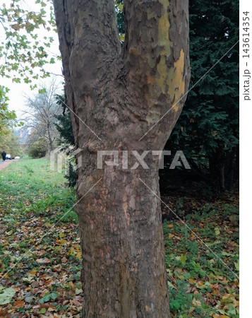 Close-Up of Rough Tree Bark and Cracked Branch Texture 143614354