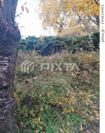 Majestic Autumn Trees with Golden Foliage Along a Park Path Majestic Autumn Trees with Golden Foliage Along a Park Path 143614403