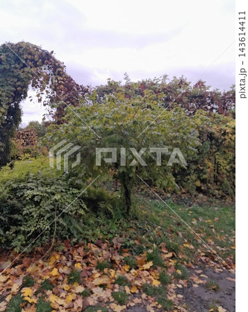 Majestic Autumn Trees with Golden Foliage Along a Park Path 143614411