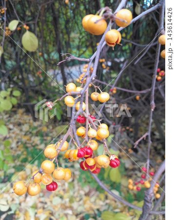 Golden Spindle Tree Berries with Bright Red Seeds in Autumn Woodland Golden Spindle Tree Berries with Bright Red Seeds in Autumn Woodland 143614426