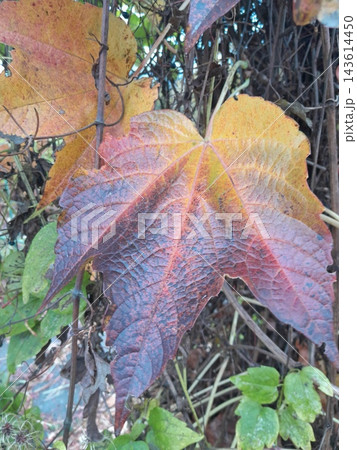 Colorful Autumn Vine Leaves in Shades of Red, Green, Yellow and Orange Colorful Autumn Vine Leaves in Shades of Red, Green, Yellow and Orange 143614450