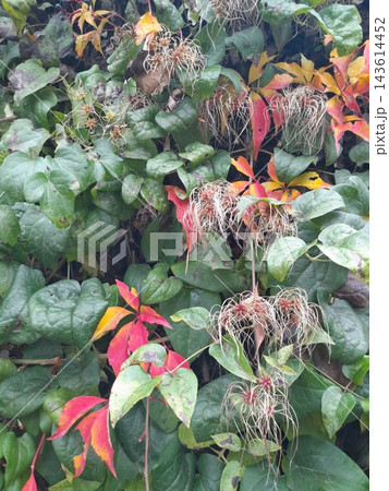 Colorful Autumn Vine Leaves in Shades of Red, Green, Yellow and Orange 143614452