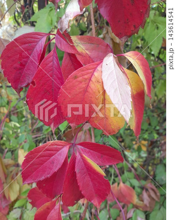Colorful Autumn Virginia Creeper Leaves in Red, Yellow and Burgundy Tones 143614541