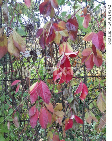Colorful Autumn Virginia Creeper Leaves in Red, Yellow and Burgundy Tones 143614542