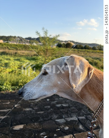 夕陽に照らされる犬の横顔、のどかな散歩道 夕陽に照らされる犬の横顔、のどかな散歩道 143614553