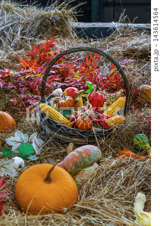 Woven basket filled with autumn harvest on dry straw background. Autumn still life of rustic wicker basket with corn cobs, red peppers, small pumpkins, red foliage. Thanksgiving, fall celebration Woven basket filled with autumn harvest on dry straw background. Autumn still life of rustic wicker basket with corn cobs, red peppers, small pumpkins, red foliage. Thanksgiving, fall celebration 143614564