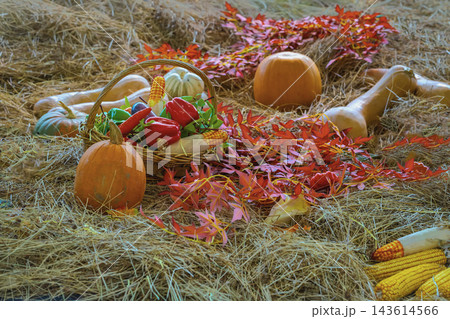 Autumn harvest still life with pumpkins, basket of vegetables, corn, straw background. Festive autumn composition, ripe orange pumpkins, butternut squash, peppers, corn cobs, Thanksgiving celebration Autumn harvest still life with pumpkins, basket of vegetables, corn, straw background. Festive autumn composition, ripe orange pumpkins, butternut squash, peppers, corn cobs, Thanksgiving celebration 143614566