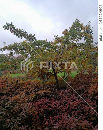 Majestic Autumn Tree with Golden Foliage Along a Park Path Majestic Autumn Tree with Golden Foliage Along a Park Path 143614605