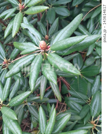 Close-Up of Rhododendron Buds and Glossy Evergreen Leaves in Garden Close-Up of Rhododendron Buds and Glossy Evergreen Leaves in Garden 143614617
