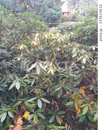Close-Up of Rhododendron Buds and Glossy Evergreen Leaves in Garden Close-Up of Rhododendron Buds and Glossy Evergreen Leaves in Garden 143614618